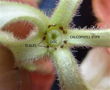  Disc and Scales